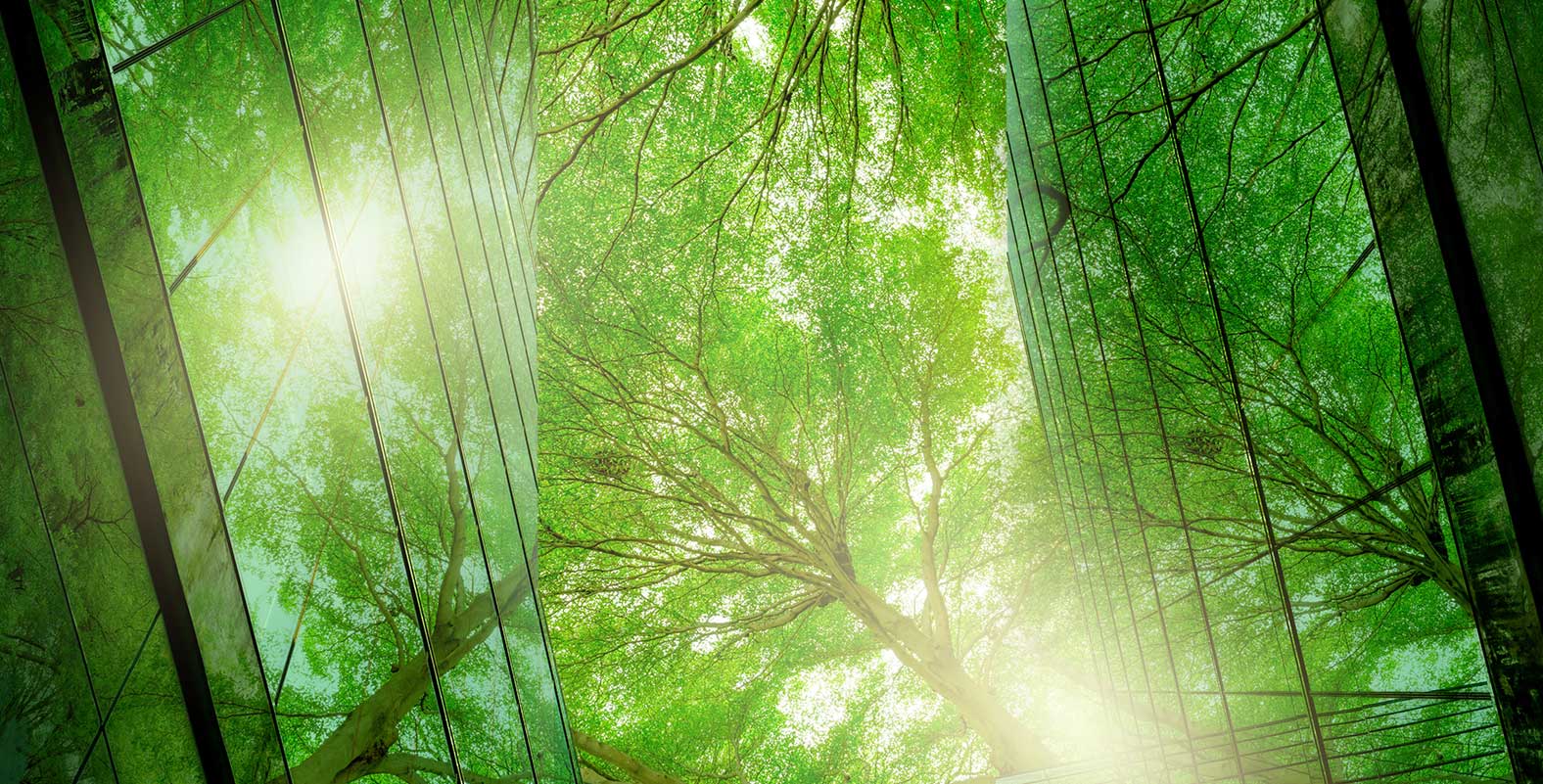 High angle photo of a a tree as seen between two glass buildings with light reflecting off the glass.
