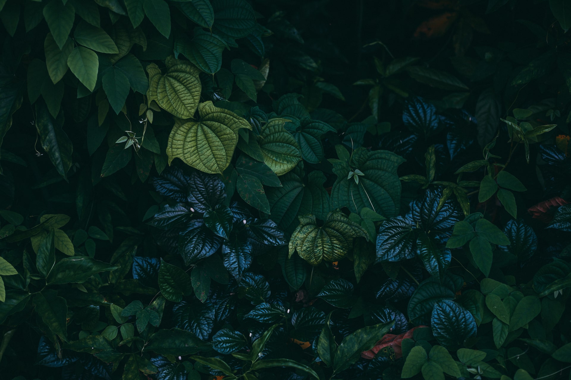 iStock-1160380152-min